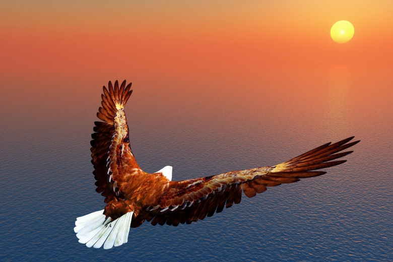 Adler lernen das Fliegen nicht von Tauben