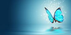 VM-GR