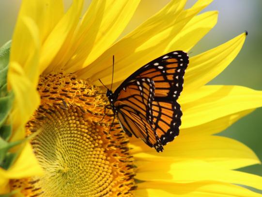 Von Sonnenblumen und kaputten Flügeln